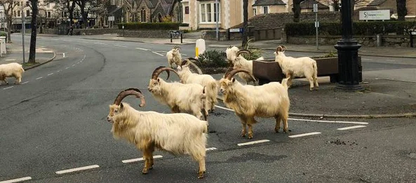 Gli animali invadono il mondo